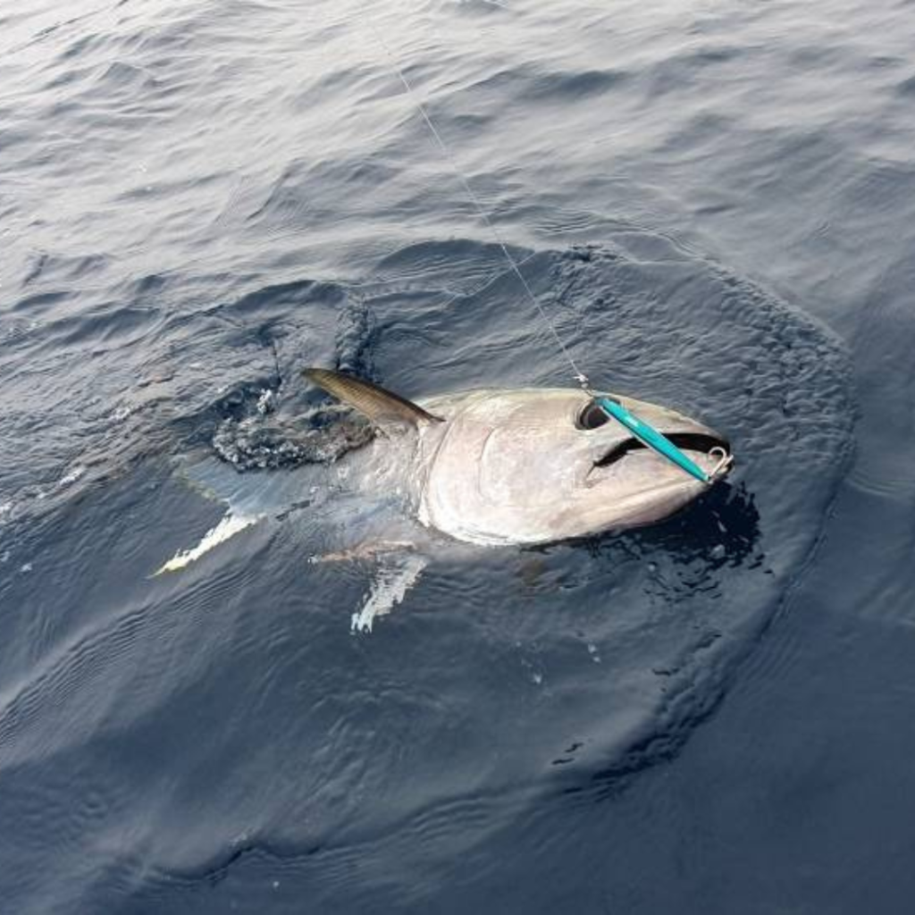 Pêche du Thon rouge. Celui-ci tient un hameçon bleu dans la bouche, seul la tête sort de l'eau limpide.