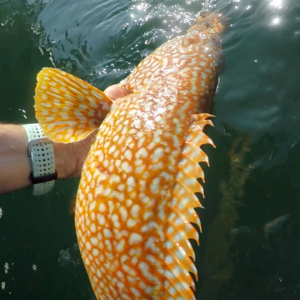 Dante vient de pêcher un poisson, il le tient dans ses mains, sur l'image on ne voit que le poisson et une main.